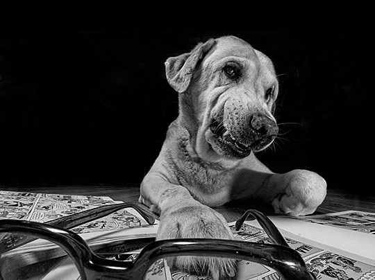 dogg01 pic on Design You Trust dogg01 Dogs photography showcase