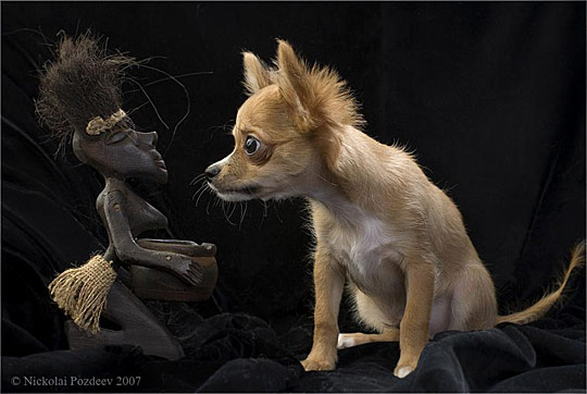 dogg02 pic on Design You Trust dogg02 Dogs photography showcase