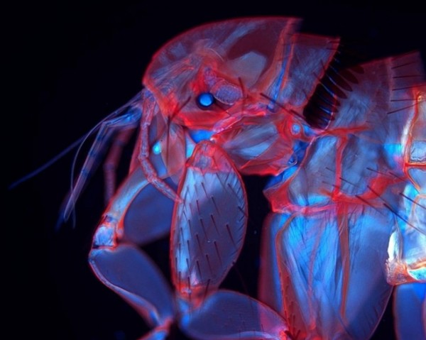 InternationalCompetitionOfMacroPhotographyByNikon2 009 600x479 pic on Design You Trust InternationalCompetitionOfMacroPhotographyByNikon2 009 600x479 International Competition Of Macro Photography By Nikon