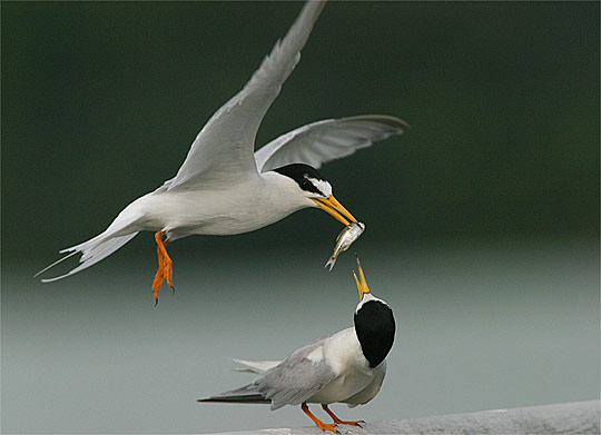 bird01 pic on Design You Trust bird01 Birds photo showcase