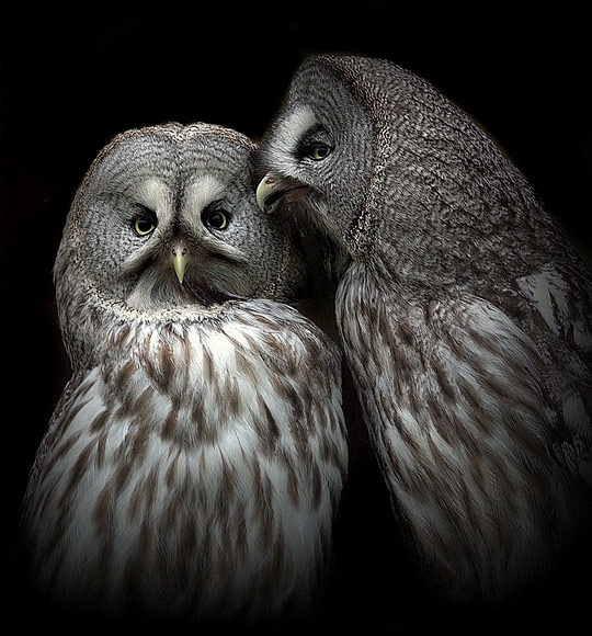 bird02 pic on Design You Trust bird02 Birds photo showcase