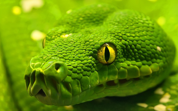 green anaconda 1920x1200 pic on Design You Trust green anaconda 1920x1200 Stunning Wallpapers For Your Desktop #5