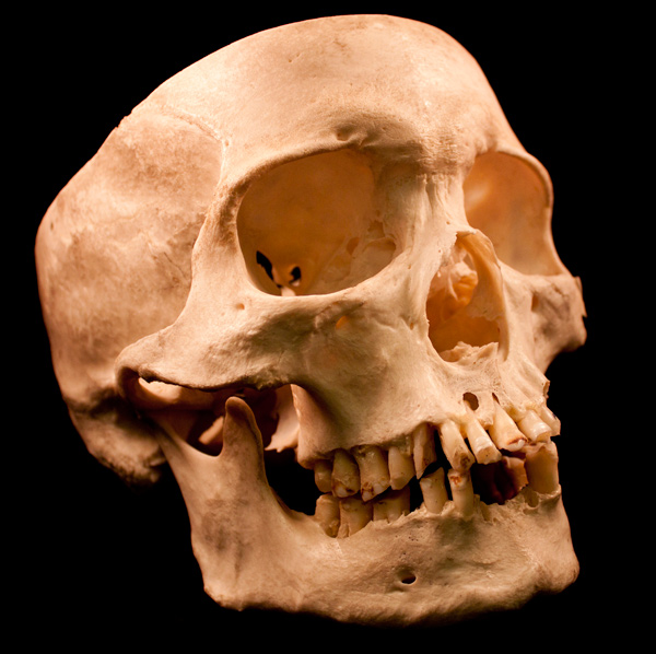 skulls 600 3 Skulls   Free Stock Photos (Use in Commercial & Personal)