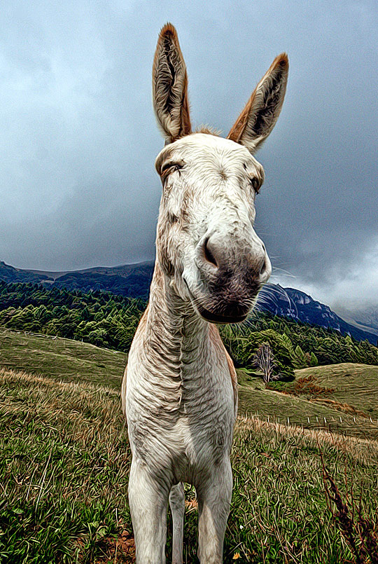 an031 Animals photos in HDR