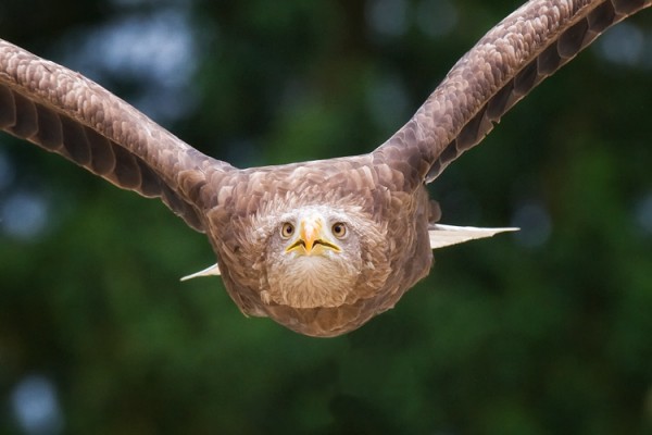 bird 7 600x400 pic on Design You Trust bird 7 600x400 30 Majestic Bird Photos