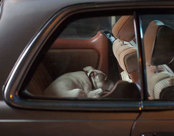 k3map28nb MUTE : The Silence of Dogs in Cars