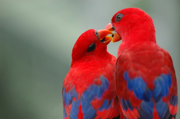 unnamed ez9xvz001 pic on Design You Trust unnamed ez9xvz001 Heart Warming Photos in the Animal Kingdom
