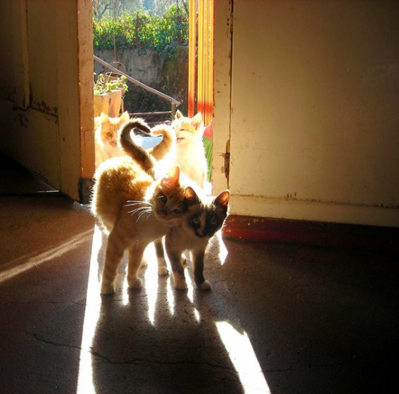 unnamed fc922qt5on pic on Design You Trust unnamed fc922qt5on Heart Warming Photos in the Animal Kingdom