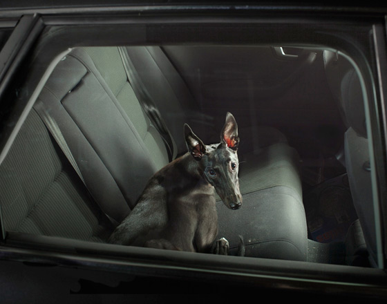 w8z9mpo1u MUTE : The Silence of Dogs in Cars