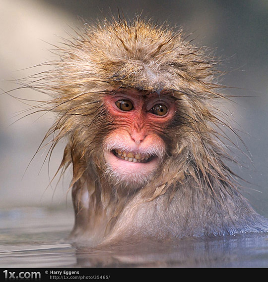 ad04 Animals Showcase – A Little Bit Different View