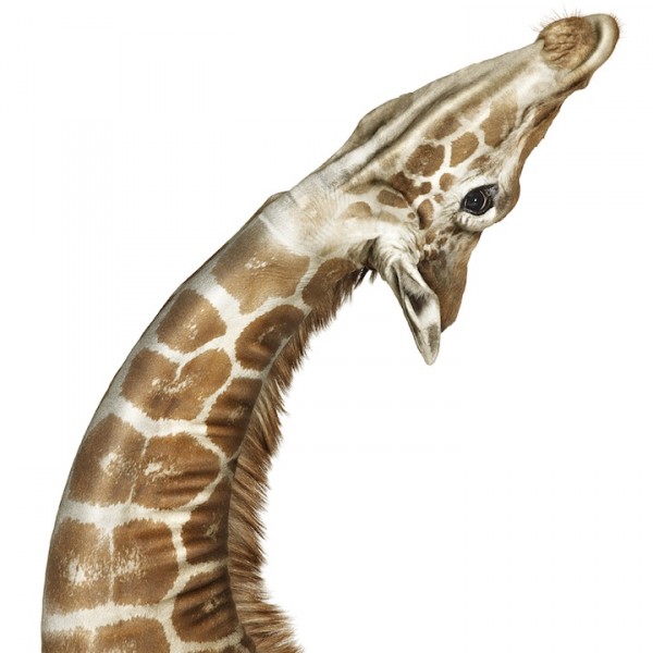 andrewzuckerman0 600x600 Majestic Creatures by Andrew Zuckerman 