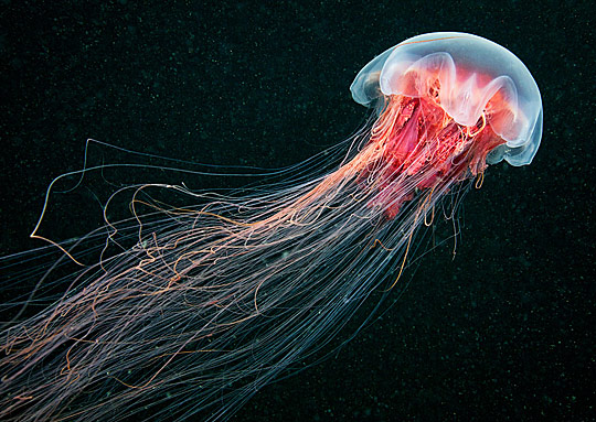 di71d Daily Inspirations no. 71
