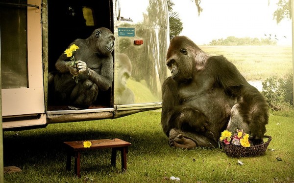 jamesquantzjr31 600x375 The Secret Lives of Apes