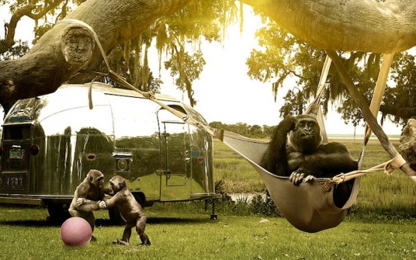 jamesquantzjr6 600x375 The Secret Lives of Apes