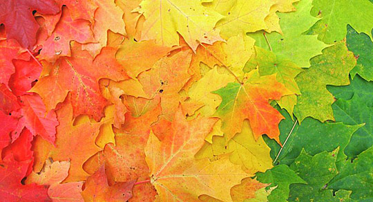 rai04 pic on Design You Trust rai04 Colors of Rainbow