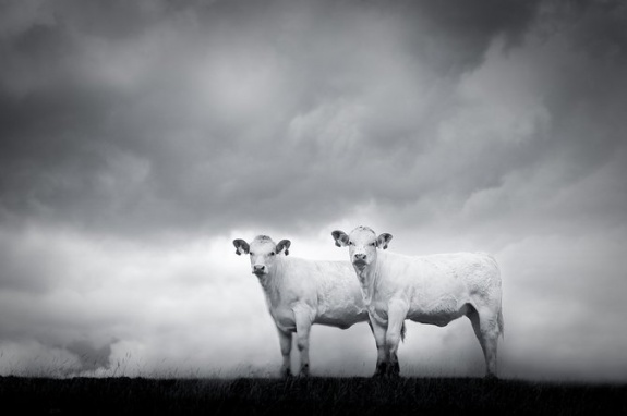 unnamed vuy2wqgha3 pic on Design You Trust unnamed vuy2wqgha3 Stunning Black and White Photography by Chris Friel