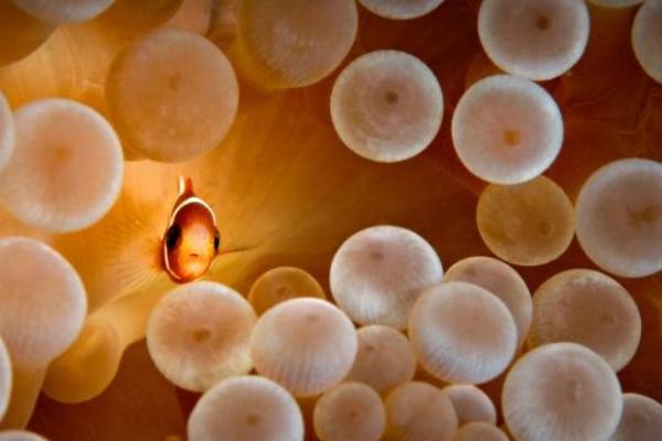 1 cm Nemo by Eric Javier pic on Design You Trust 1 cm Nemo by Eric Javier 30 Amazing Examples of Underwater Photography