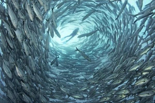 Surrounded by Norbert Probst pic on Design You Trust Surrounded by Norbert Probst 30 Amazing Examples of Underwater Photography