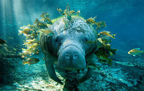 animal 1 50 Beautiful and Stunning Animal Photography