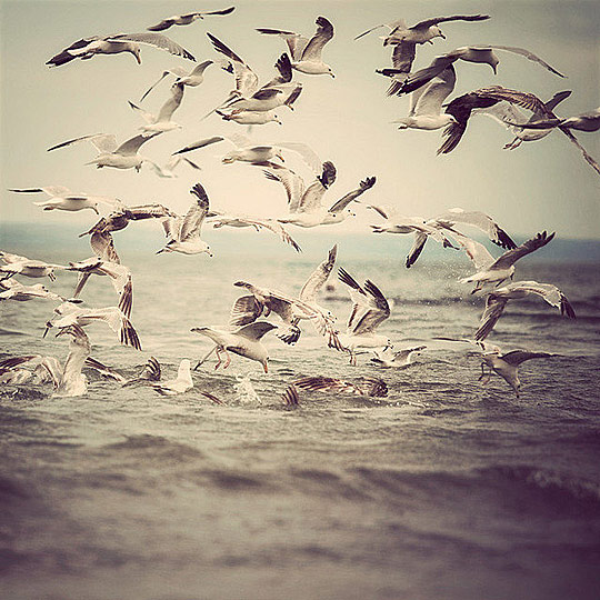 b1a Great birds photo gallery