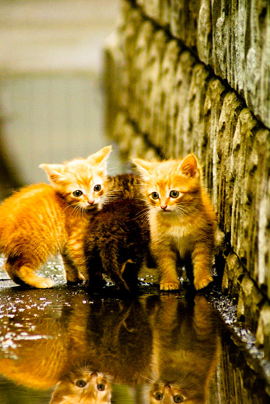 bani03 Little Animals Photo Album