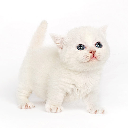 bani04 Little Animals Photo Album