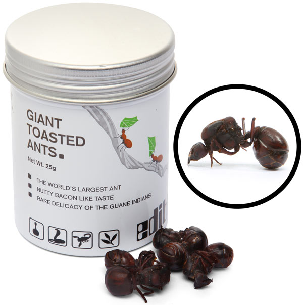 giant toasted ants pic on Design You Trust giant toasted ants Giant Toasted Ants for Breakfast ? Available now