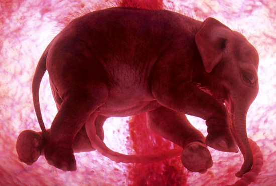 Images Of Animals. of animals inside womb