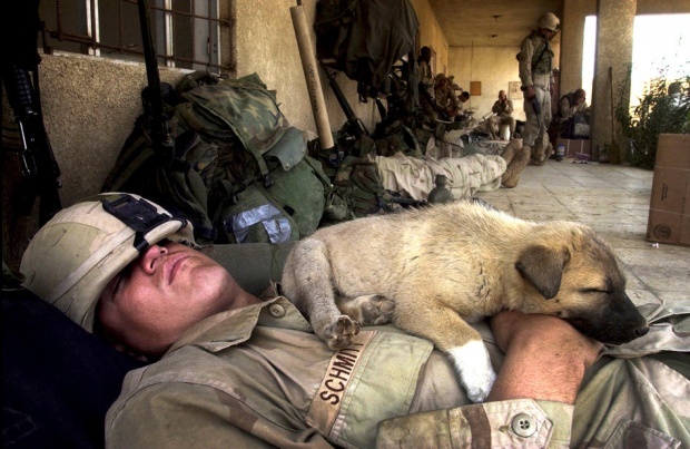 ins11b Animals in War