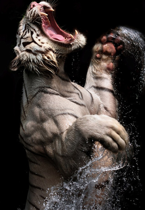 33 Best Dramatic Animal Photo 2011 ins18a 33 Best Dramatic Animal Photo 2011