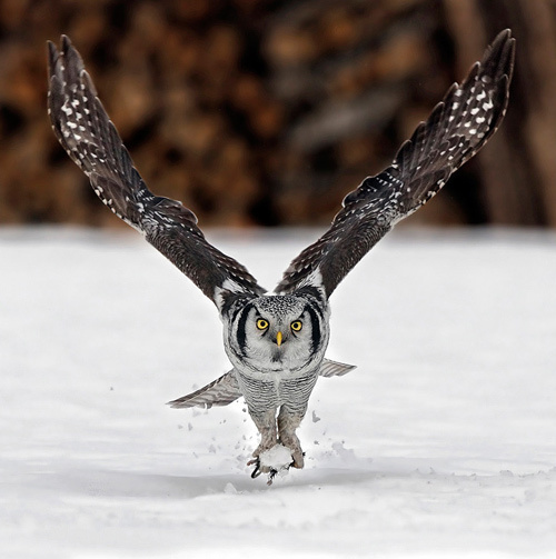33 Best Dramatic Animal Photo 2011 ins18b 33 Best Dramatic Animal Photo 2011