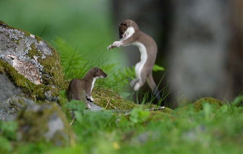 33 Best Dramatic Animal Photo 2011 ins18c 33 Best Dramatic Animal Photo 2011