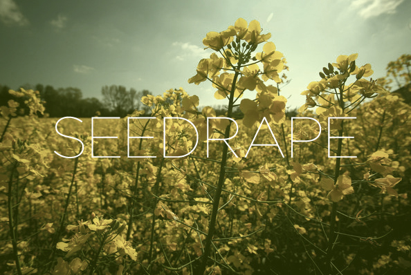 seedrape Today’s Thoughtful Quotes