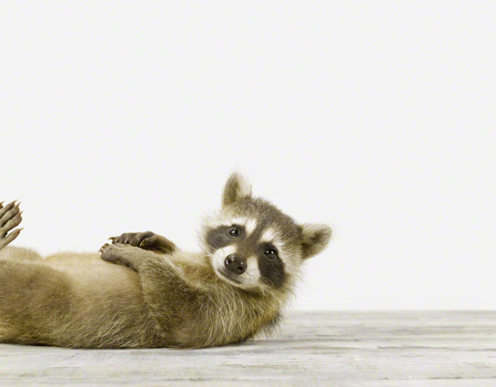 sm1a Baby animals by Sharon Montrose