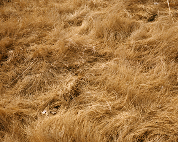 untitled 5 from grass hair c type print 2010 pic on Design You Trust untitled 5 from grass hair c type print 2010 Eric Bessel / Bessel Contemporary