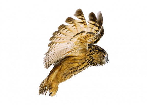 350418 600x426 Amazing Birds by Andrew Zuckerman
