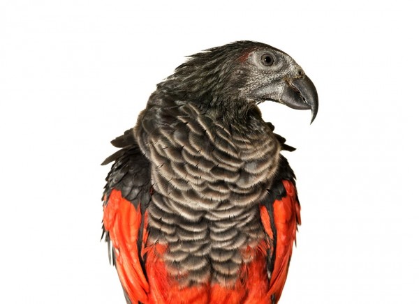 350430 600x436 pic on Design You Trust 350430 600x436 Amazing Birds by Andrew Zuckerman