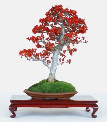 bonsai 1 Amazing bonsai!!!