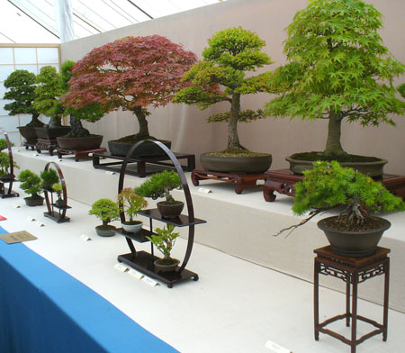 bonsai 3 Amazing bonsai!!!