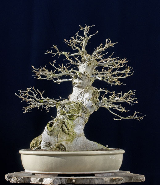 bonsai 5 Amazing bonsai!!!