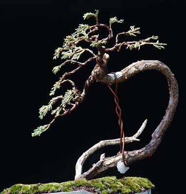 bonsai 7 Amazing bonsai!!!