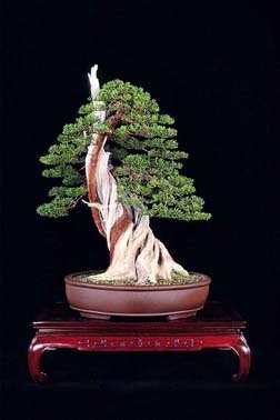bonsai Amazing bonsai!!!