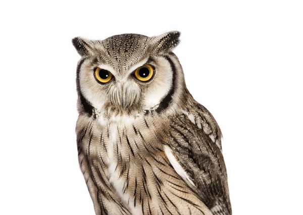 350435 600x426 Bird by Andrew Zuckerman Part 2 