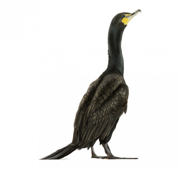 350453 600x562 Bird by Andrew Zuckerman Part 2 