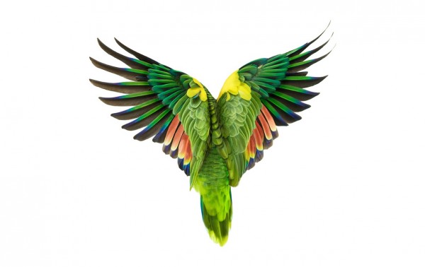 350455 600x378 Bird by Andrew Zuckerman Part 2 