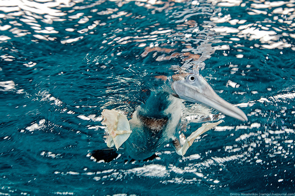 The Underwater Treasure Island by Dmitry Miroshnikov01 pic on Design You Trust The Underwater Treasure Island by Dmitry Miroshnikov01 The Underwater Treasure Island by Dmitry Miroshnikov