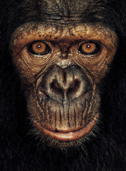 a4a James and other apes by James Mollison