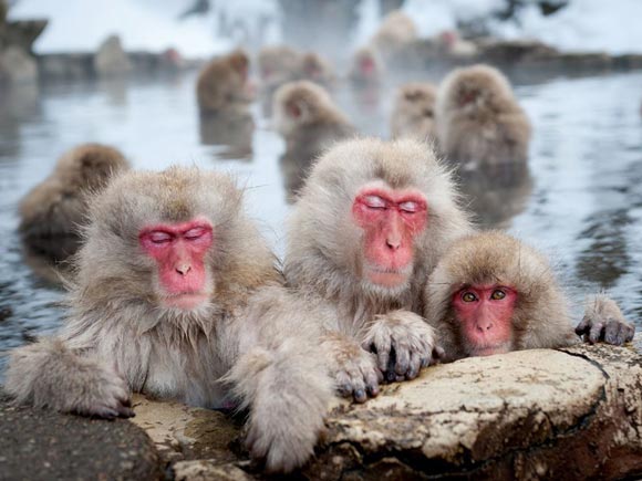 bt1a pic on Design You Trust bt1a 50 Breathtaking Examples of Wildlife Photography