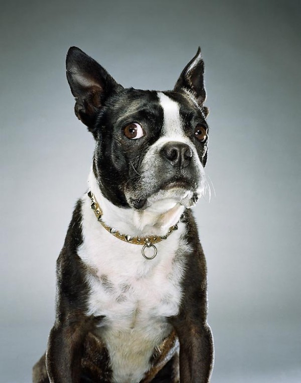 Dogs by Jill Greenberg d3a 600x763 Dogs by Jill Greenberg