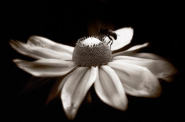 flo1a 50 Inspirational Examples of Flower Photography